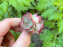 Load image into Gallery viewer, Echeveria Mose flower

