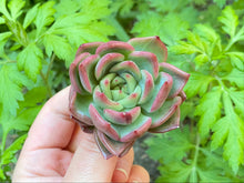 Load image into Gallery viewer, Echeveria Love letter  flower
