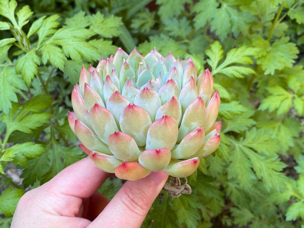 Echeveria Palomitas