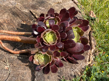 Load image into Gallery viewer, Aeonium velour
