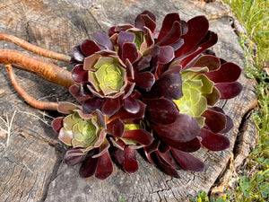 Aeonium velour flower