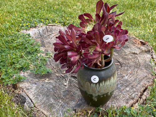 Aeonium Mardi Gras - cluster