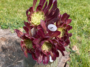 Aeonium Mardi Gras - cluster flower