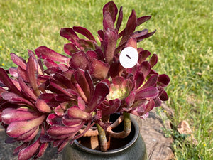 Aeonium Mardi Gras - cluster red flower