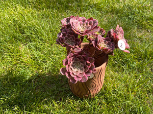 pot variegata flower