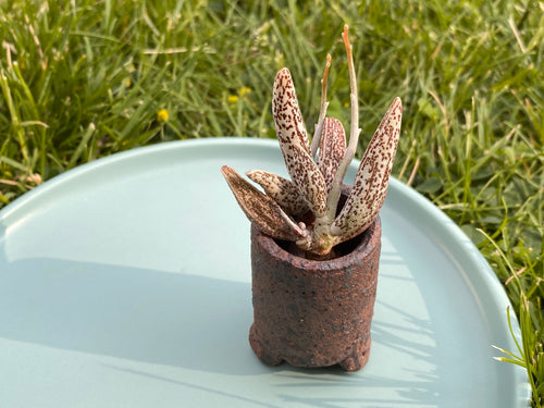 Adromischus marianae ‘Leaf edges'