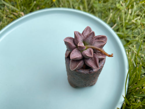 Adromischus marianiae Tanqua