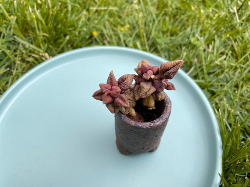 Adromischus marianiae v.alveolatus RSA Wolfberg