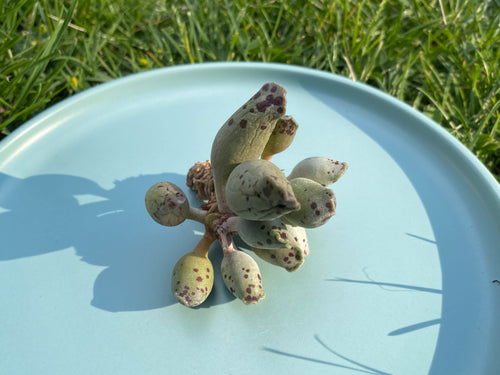 Adromischus Cooperi V. Festivus