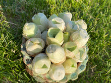 Load image into Gallery viewer, Greenovia aurea sp. (Jade egg) flower
