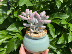  orbiculata (rooted with pot)
