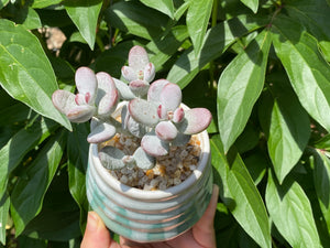 Cotyledon orbiculata (rooted with pot)