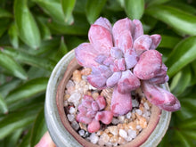 Load image into Gallery viewer, Echeveria &#39;Irish Mint&#39; (rooted with pot) | 爱尔兰薄荷群 (已服盆)
