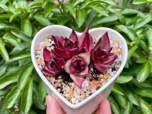 Echeveria Agavoides Red Sandalwood (rooted with pot) | 红檀 (已服盆)