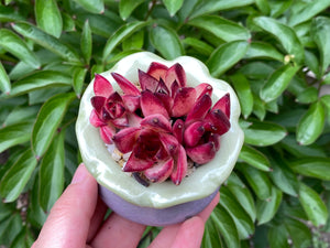Echeveria Agavoides Red Sandalwood (rooted with pot) | 红檀 (已服盆)