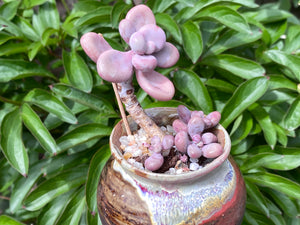 Graptopetalum amethystium (rooted with pot) | 桃蛋 (已服盆)