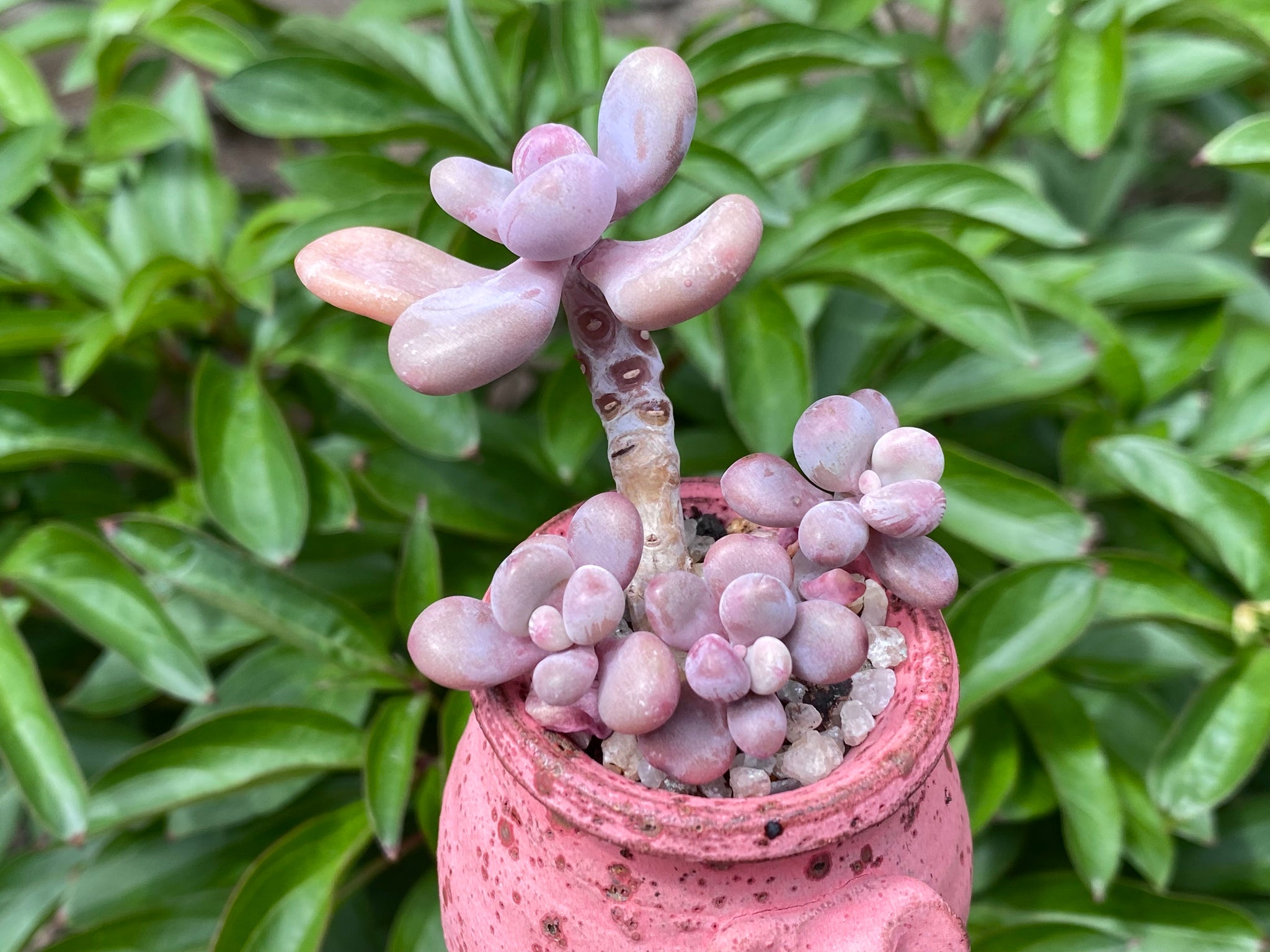 amethystium succulent Graptopetalum amethystium (rooted with pot)