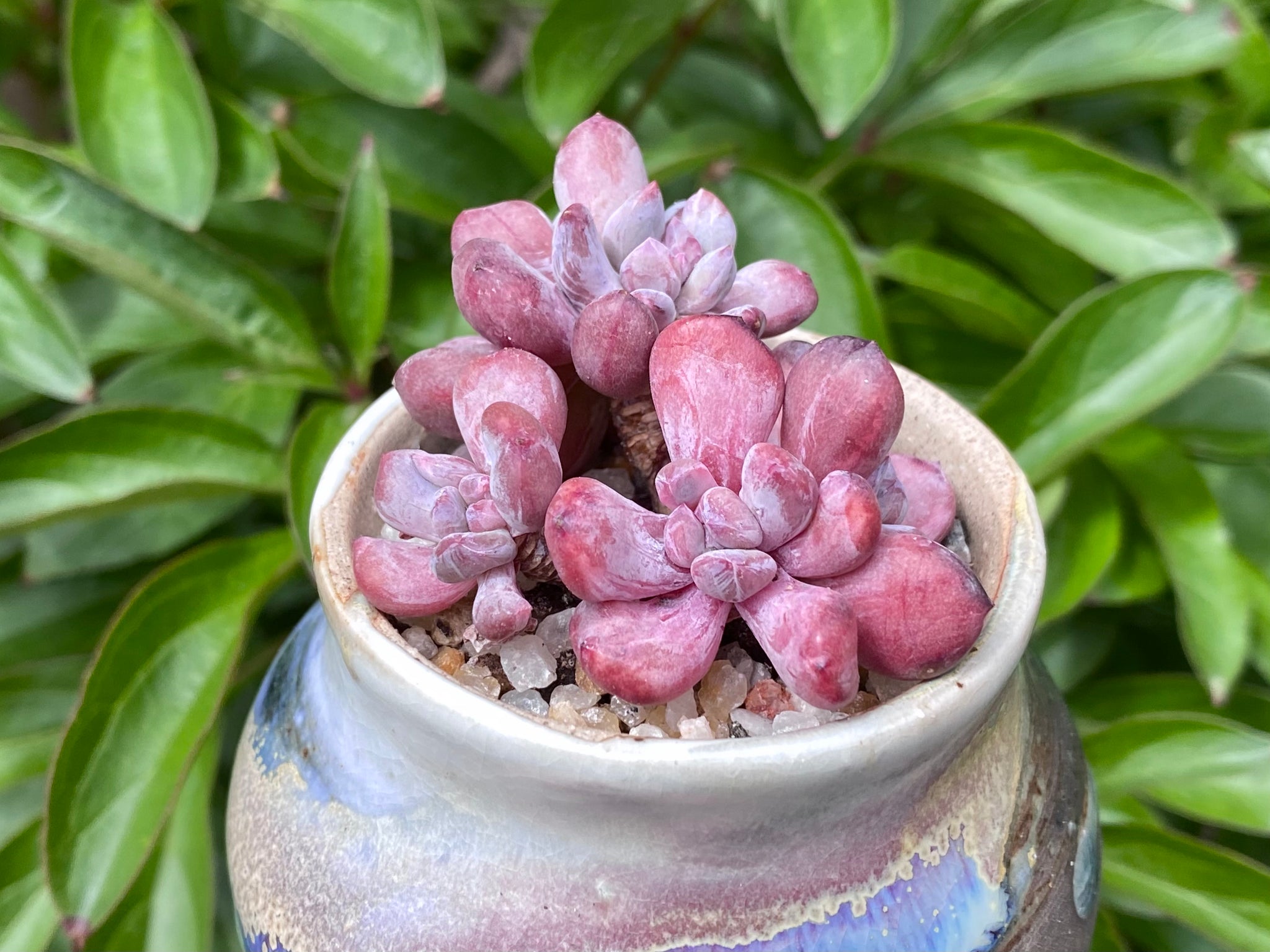 irish mint succulent Echeveria 'Irish Mint' (rooted with pot)