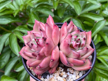 Load image into Gallery viewer, Echeveria Honey Pink (rooted with pot) | 红颜蜜语 (已服盆)
