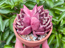 Load image into Gallery viewer, Echeveria Honey Pink (rooted with pot) | 红颜蜜语 (已服盆)
