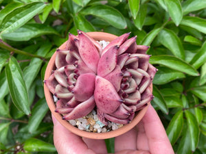 Echeveria Honey Pink (rooted with pot) | 红颜蜜语 (已服盆)