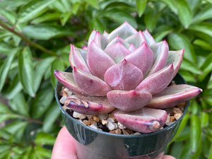 champagne succulent Echeveria Champagne (rooted with pot)