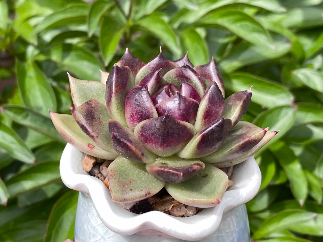 echeveria black rose succulent Echeveria Black Rose (rooted with pot)