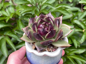 Echeveria Black Rose (rooted with pot) | 黑玫瑰 (已服盆)