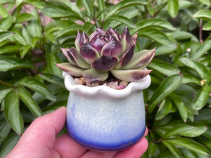 Echeveria Black Rose (rooted with pot) | 黑玫瑰 (已服盆)