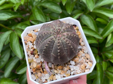 Load image into Gallery viewer, Euphorbia obesa (rooted with pot) | 布纹球 (已服盆)
