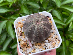 Euphorbia obesa (rooted with pot) | 布纹球 (已服盆)