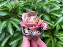 Load image into Gallery viewer, Graptoveria spp. (Iced Rose) (rooted with pot) |  冰玫瑰 (已服盆)
