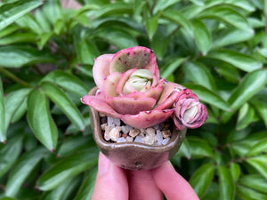Graptoveria spp. (Iced Rose) (rooted with pot) |  冰玫瑰 (已服盆)