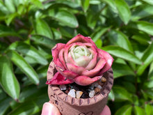 Load image into Gallery viewer, Graptoveria spp. (Iced Rose) (rooted with pot) |  冰玫瑰 (已服盆)
