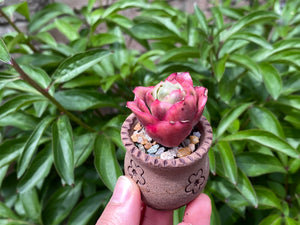 Graptoveria spp. (Iced Rose) (rooted with pot) |  冰玫瑰 (已服盆)