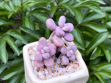 Load image into Gallery viewer, Graptopetalum amethystium (rooted with pot) | 桃蛋 (已服盆)
