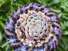 Load image into Gallery viewer, Echeveria elegans &#39;alba&#39; hyb (Snow White) (rooted with pot) | 白雪 (已服盆)
