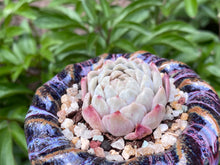 Load image into Gallery viewer, Echeveria elegans &#39;alba&#39; hyb (Snow White) (rooted with pot) | 白雪 (已服盆)
