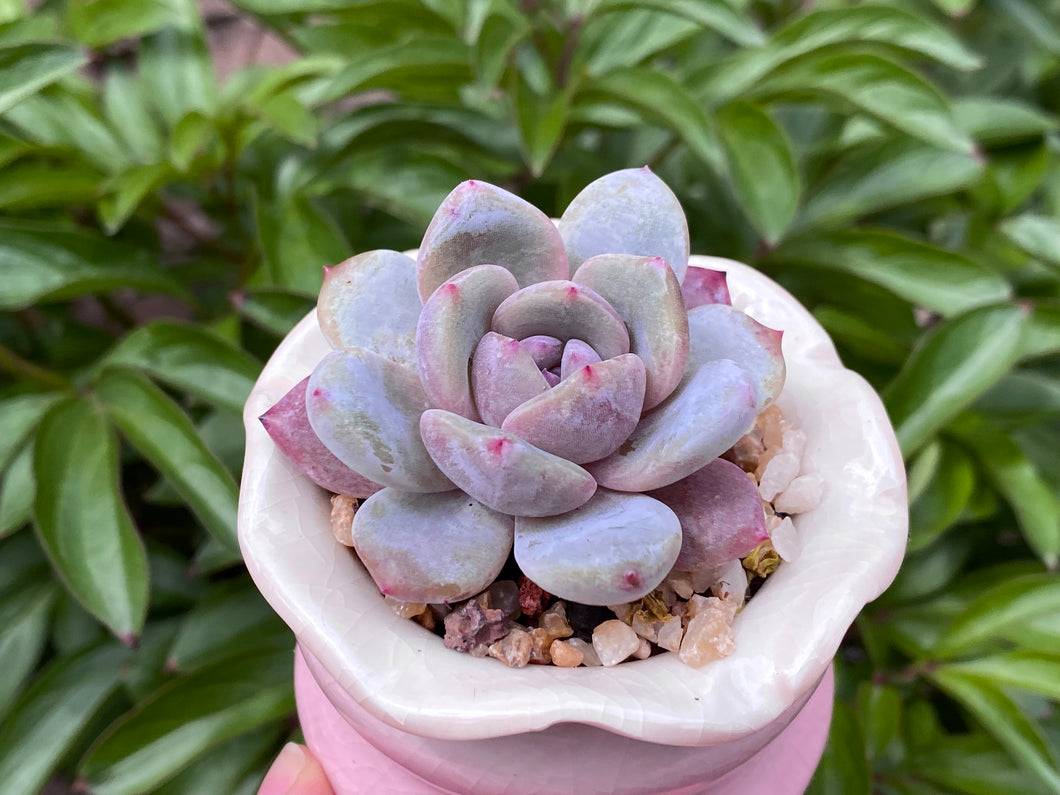 Echeveria Monroe (rooted with pot) | 橙梦露 (已服盆)