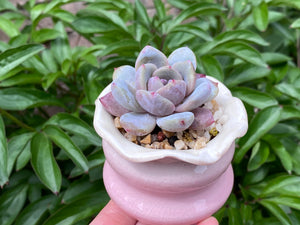 Echeveria Monroe (rooted with pot) | 橙梦露 (已服盆)