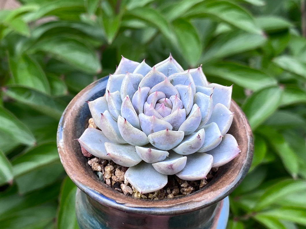 Echeveria spp. (rooted with pot) |  不知名 (已服盆)