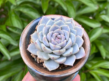 Load image into Gallery viewer, Echeveria spp. (rooted with pot) |  不知名 (已服盆)
