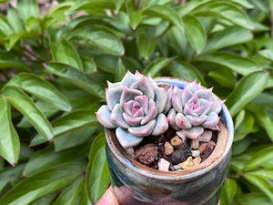 Echeveria 'sugared' (rooted with pot) |  白砂糖/蜜糖 (已服盆)