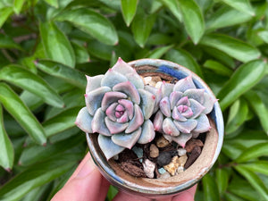 Echeveria 'sugared' (rooted with pot) |  白砂糖/蜜糖 (已服盆)