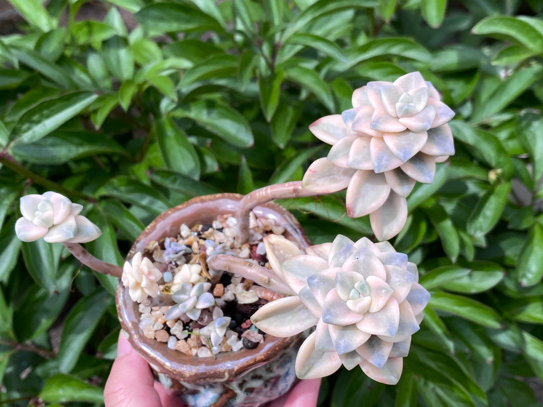 【PICKUP ONLY】Graptoveria 'Titubans' (rooted with pot) |  美杏锦 (已服盆)