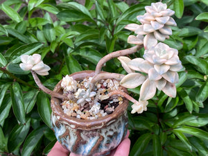 【PICKUP ONLY】Graptoveria 'Titubans' (rooted with pot) |  美杏锦 (已服盆)