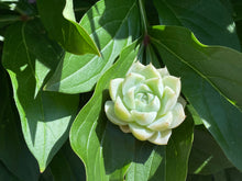 Load image into Gallery viewer, Queen Rose - White color flower
