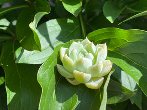 Echeveria spp. (Queen Rose - White)