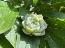 Load image into Gallery viewer, Echeveria spp. (Queen Rose - White) | 白女王
