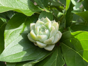 Echeveria spp. (Queen Rose - White) | 白女王